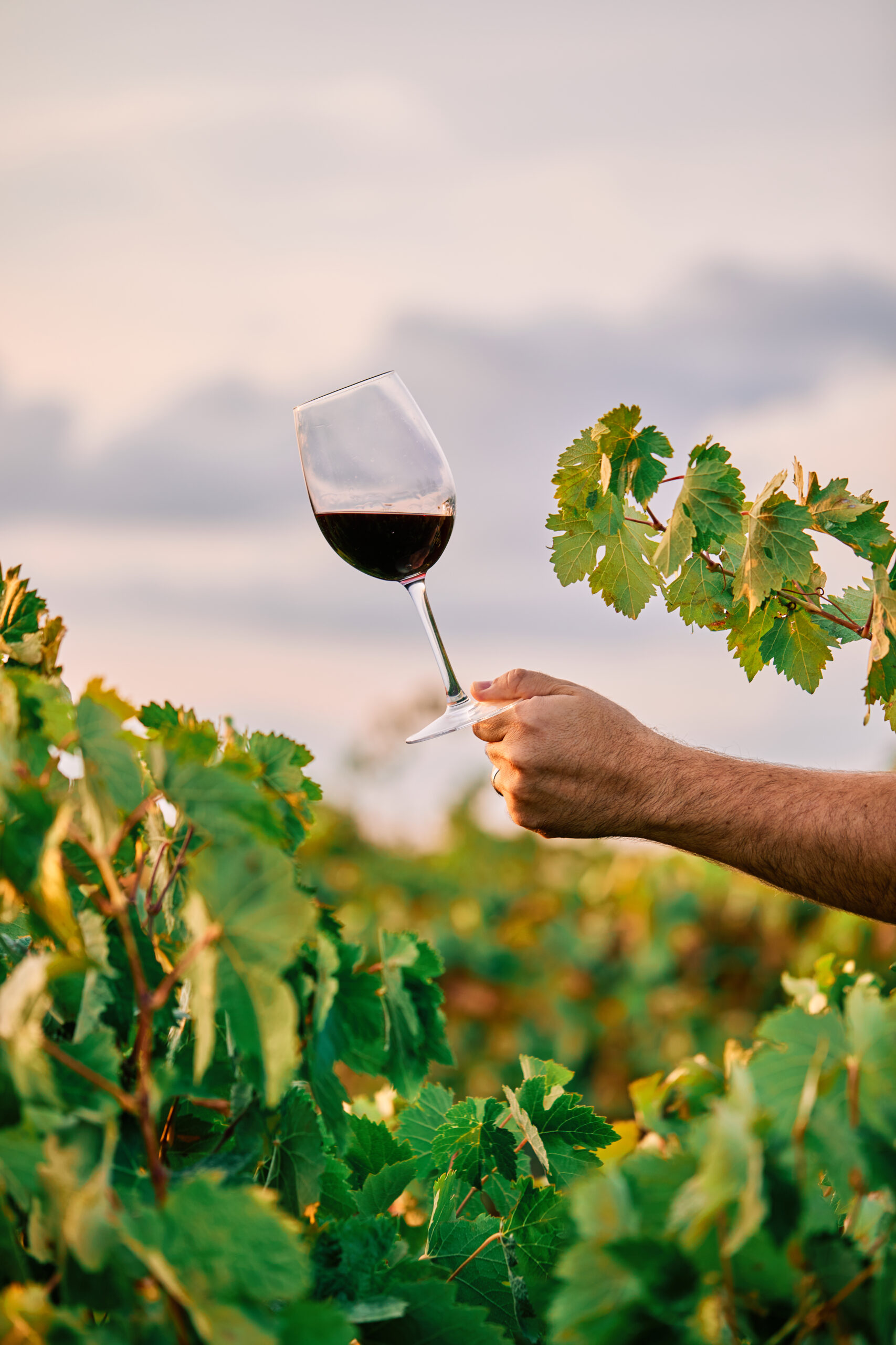 Blog 4 disparo vertical de una persona sosteniendo una copa de vino en el vinedo bajo la luz del sol scaled
